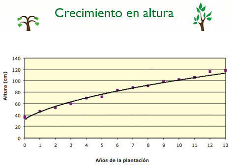 Crecimiento en altura / ©: WWF Crecimiento en altura / ©: WWF