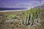 Fuerteventura<br />© WWF-Canon/ Isaac Vega