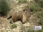 Una de las rapaces envenenadas en el caso de Tudela.<br />© Gobierno de Navarra