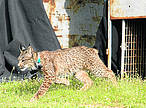 Lince Gomera, en el momento de su suelta en Guadalmellato, en su suelta en 2011<br />© El Día de Córdoba