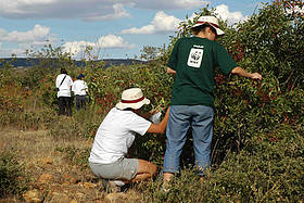 Voluntariado en Cabañeros / ©: WWF-Canon/ C.Vallecillo / ©: WWF-Canon/ C.Vallecillo