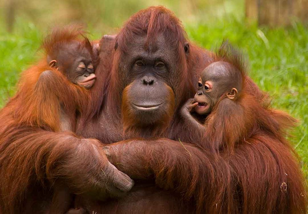 Resultado de imagen para orangutan