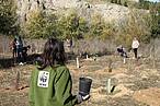Restauración en el Soto de las Juntas, Parque Regional del Sureste de Madrid, durante la plantación en red de 2013.<br />© WWF España