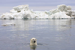 Censo nacional con las manos en la masa Desilusión Los países del Ártico se comprometen a tomar medidas de conservación en la  Cumbre del Oso Polar | WWF España