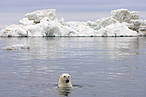 Oso polar en el Mar de Beaufort, Alaska<br />© © naturepl.com / Steven Kazlowski / WWF-Canon