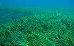 Sebadal<br />© WWF