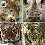 Día Mundial de la Vida Salvaje, 3 de marzo<br />© WWF